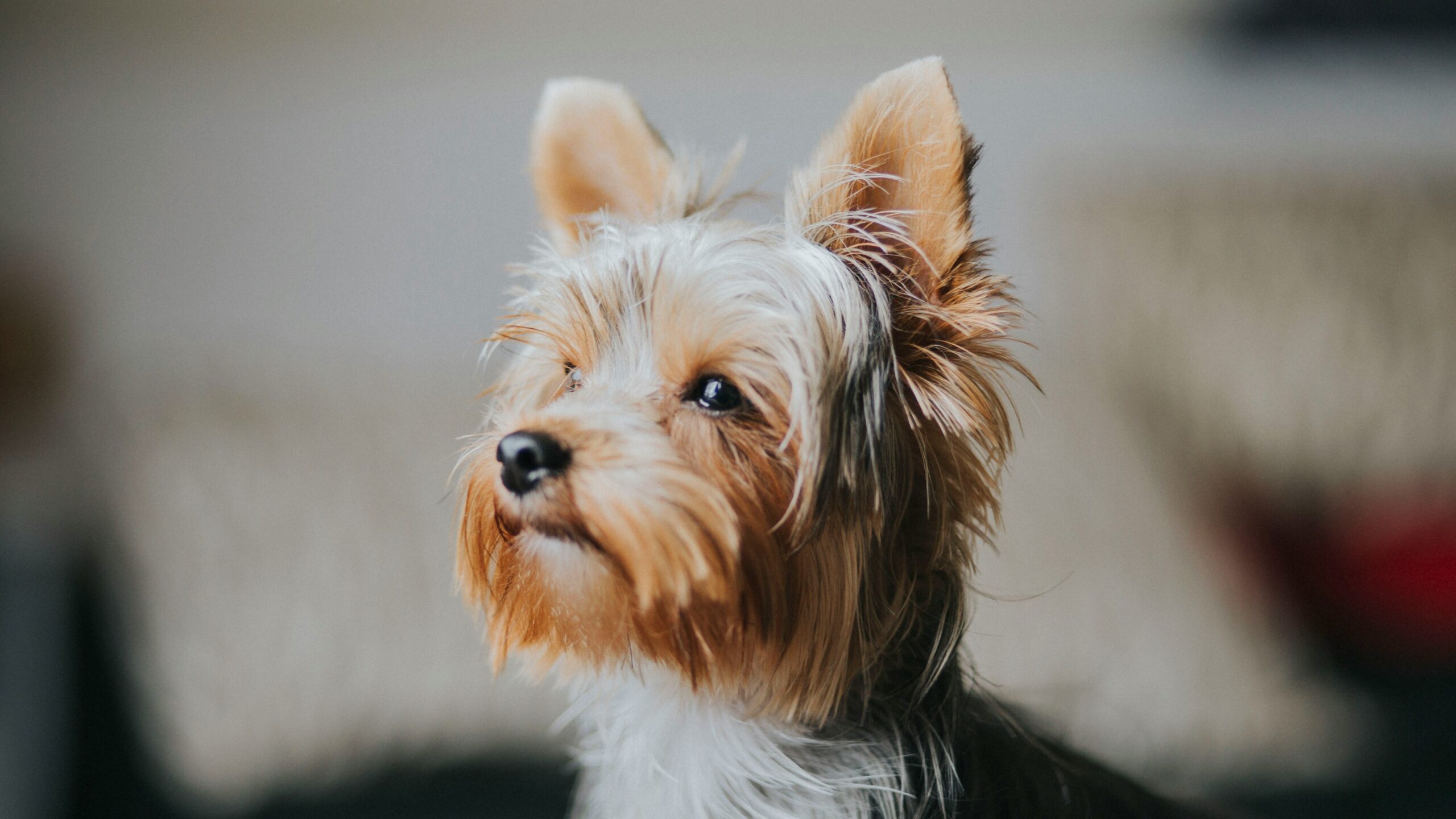 Terrier
