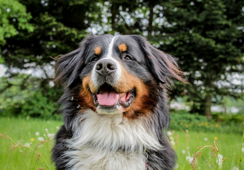 Bernese mountain dog lying in grass