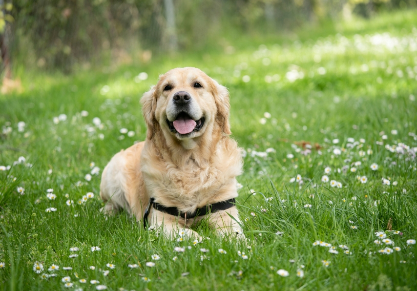 Golden retriever in grass