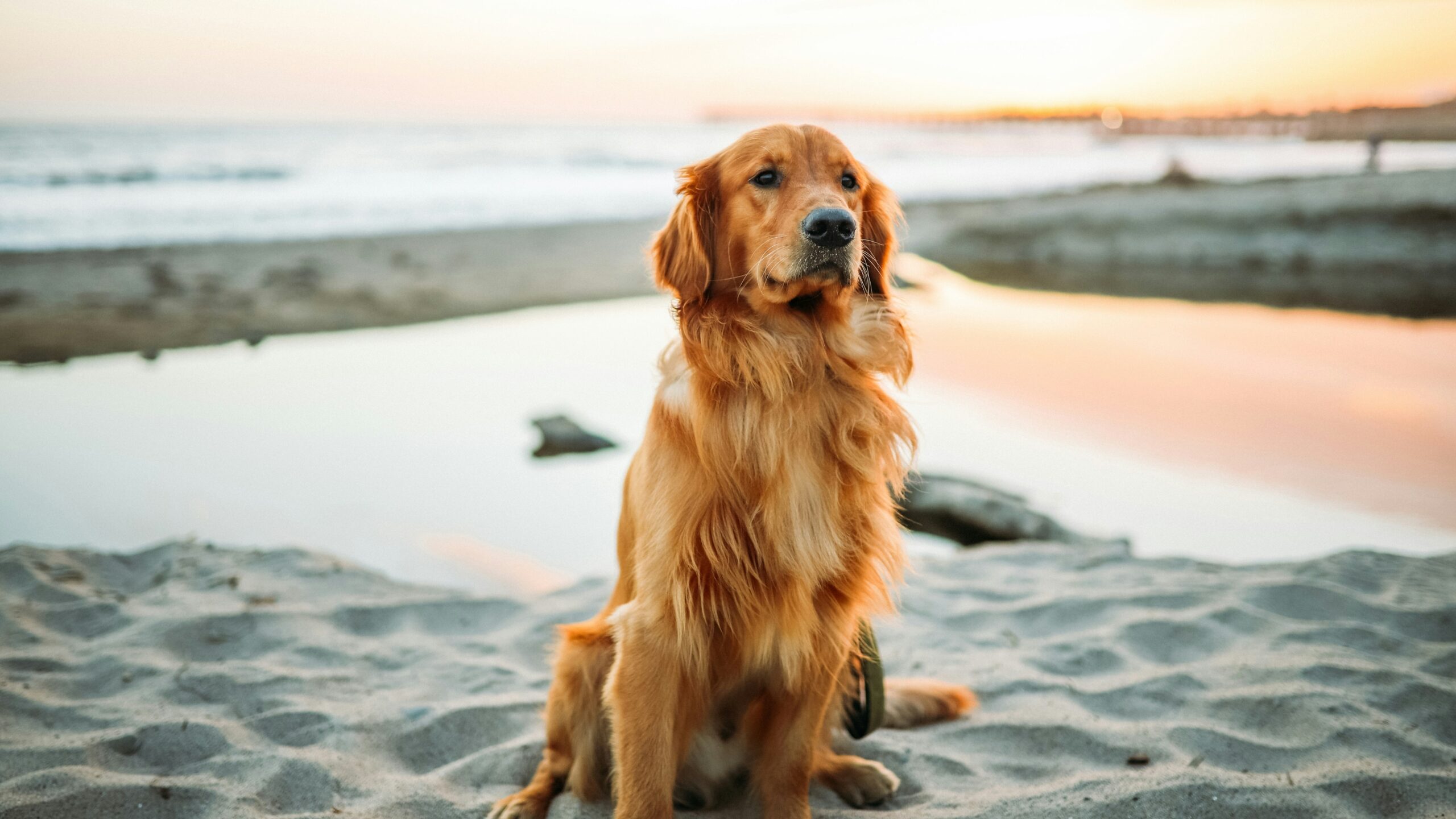 Golden retriever on the beach