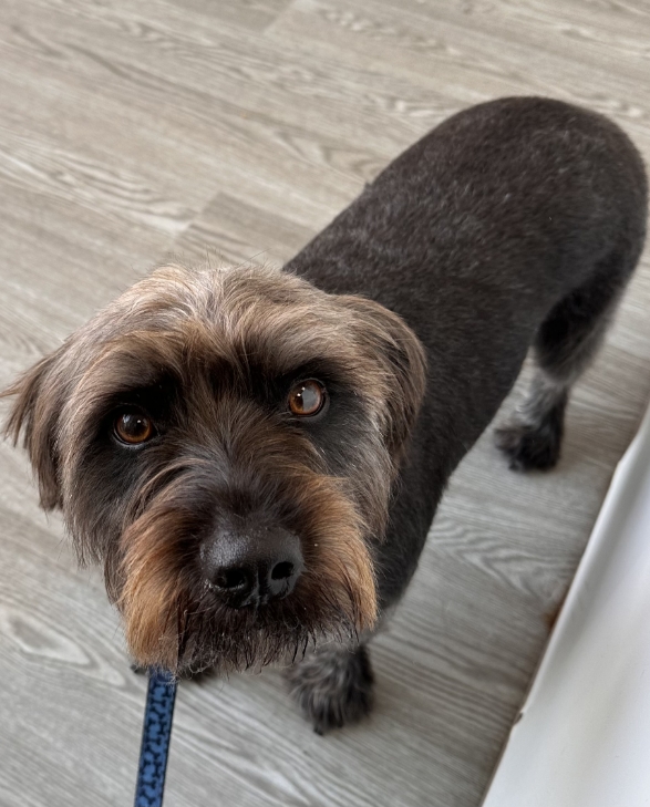 Dog looking at the camera