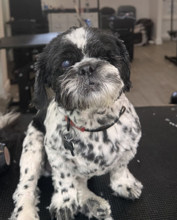 Dog looking at the camera