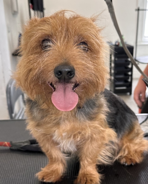 Dog looking at the camera
