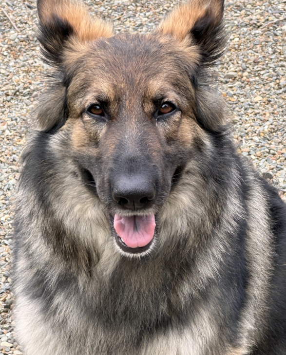 german shepherd de shedding bournemouth