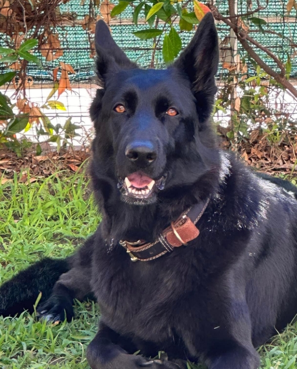 Dog looking at the camera