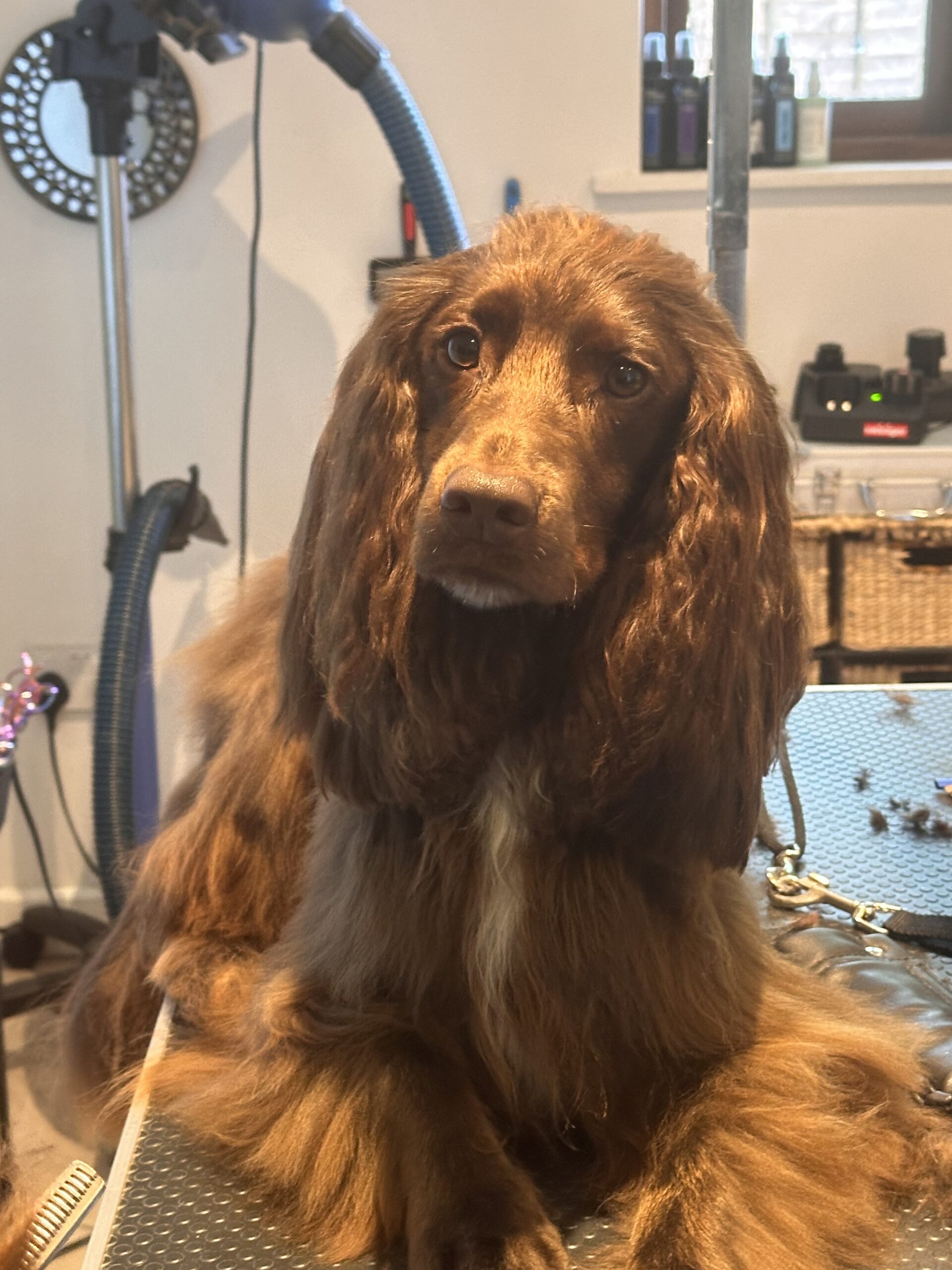 cocker spaniel groom bournemouth