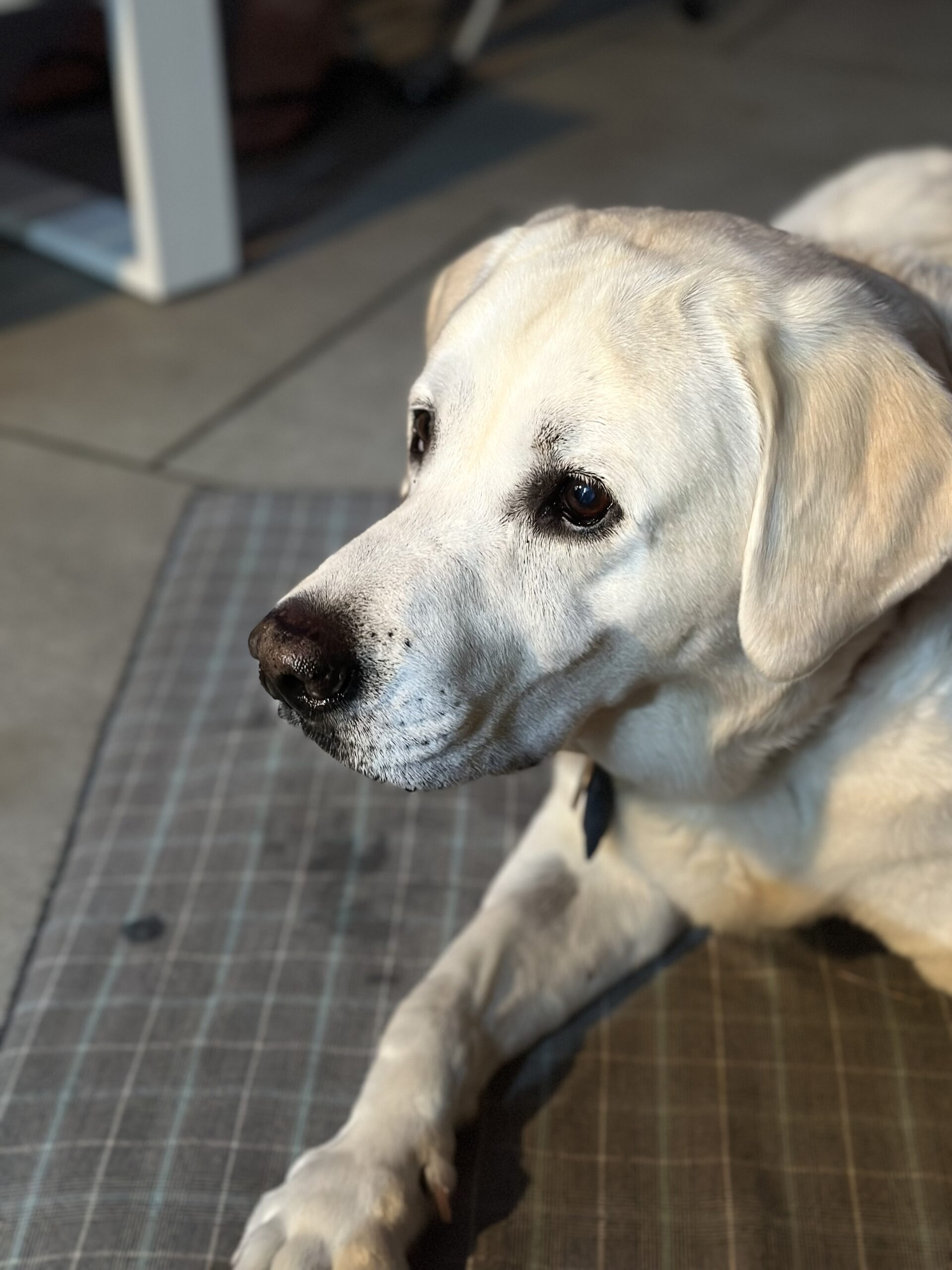 golden retriever groom bournemouth