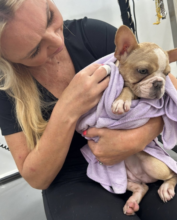 french bull dog puppy grooming bournemouth