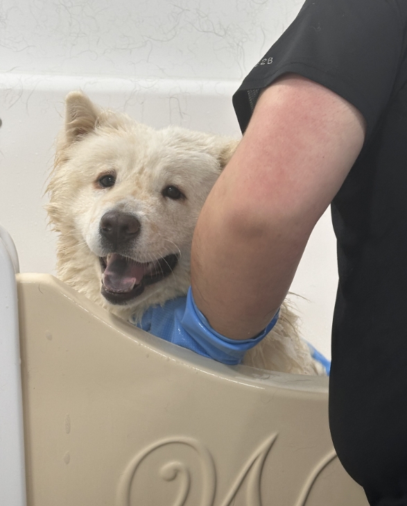 samoyed dog grooming bournemouth