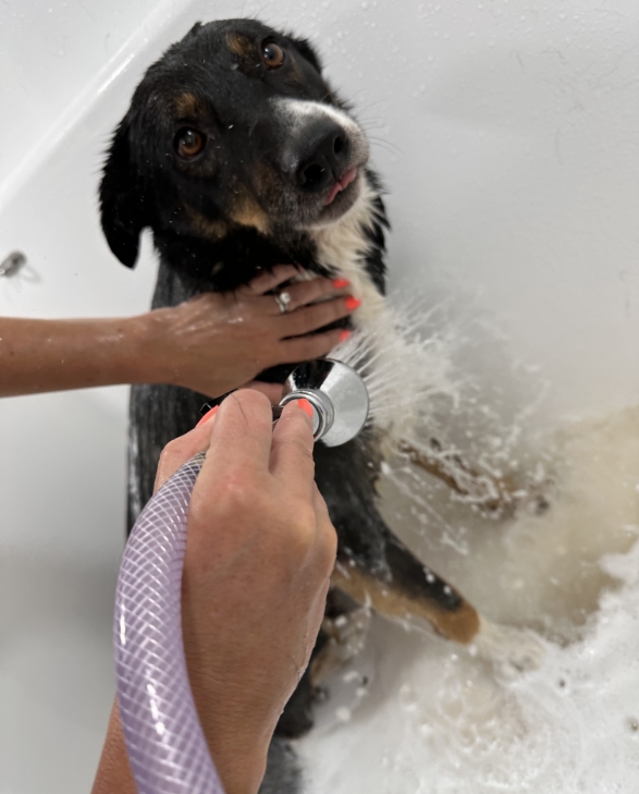 border collie dog groom bournemouth