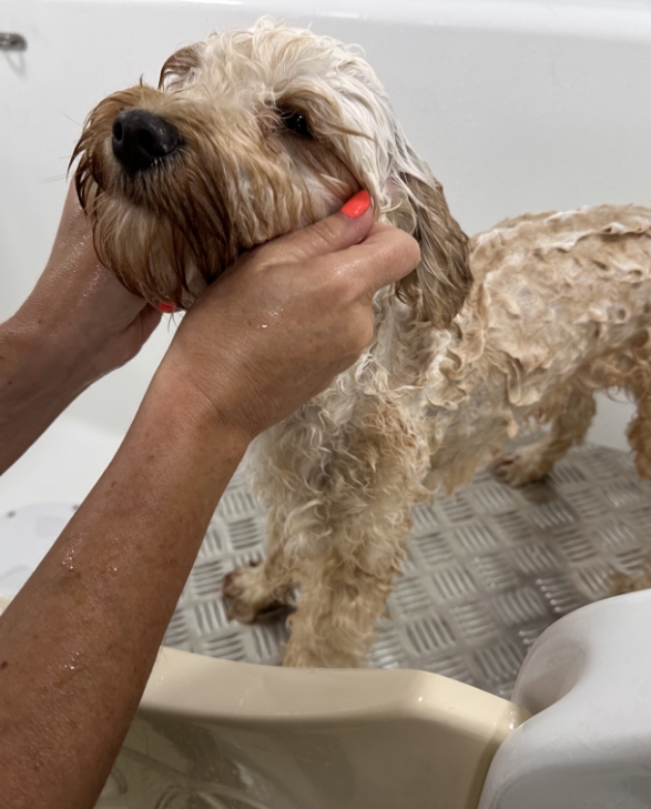 curly hair dog grooming services bournmeouth